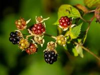 Wilde Brombeere in unterschiedlichem Reifestadium
